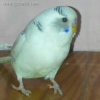 bu