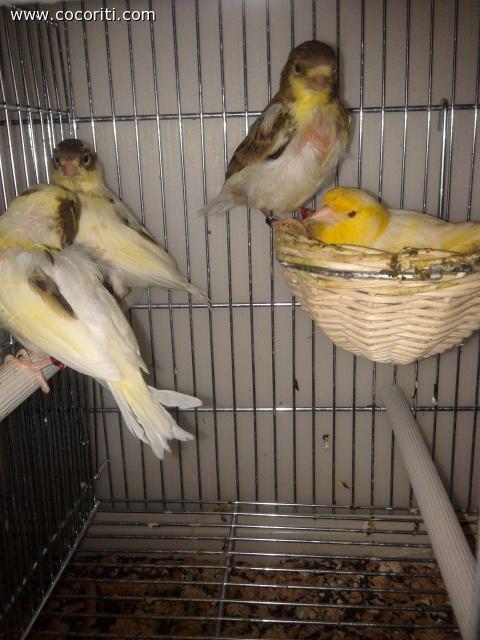 cugini di pirolino :)