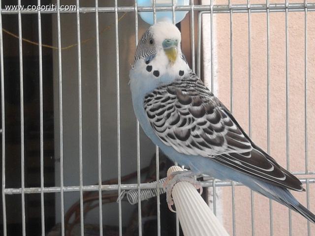pallino