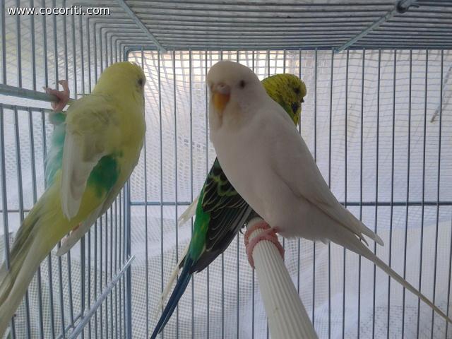 gli amichetti