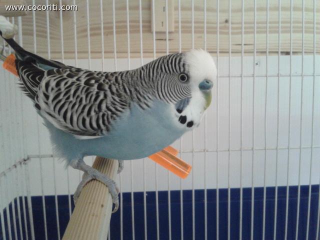 Pallino