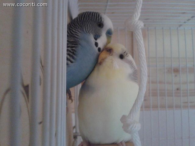 l amore !!