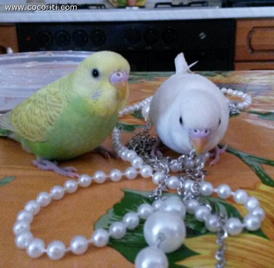 i miei coco