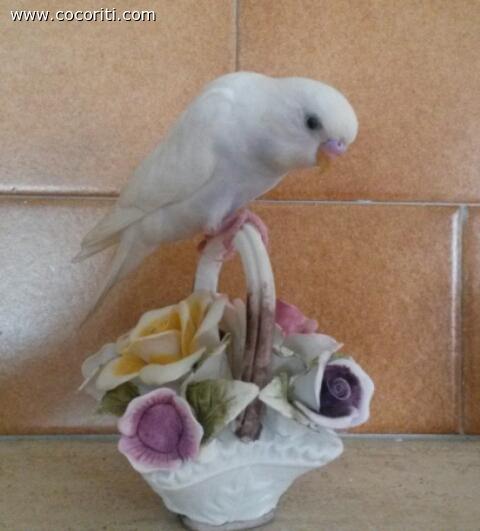 casper