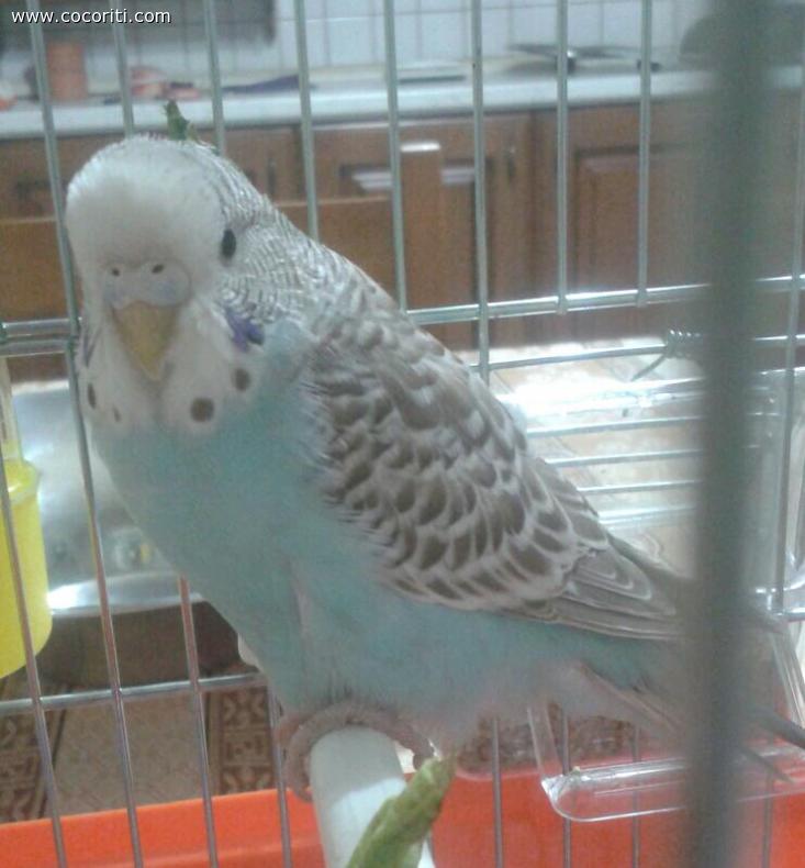 cocorita