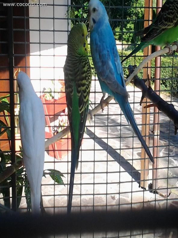 la coppia celestina e kiwi