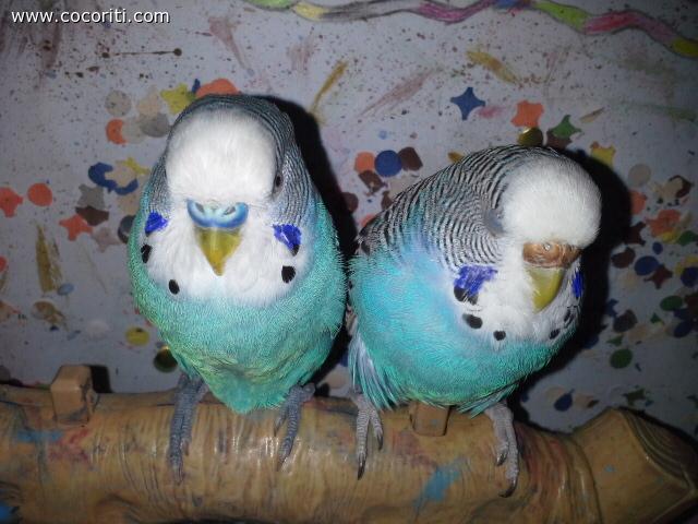 Kiko & Coco