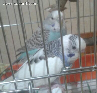 Coco e cocca