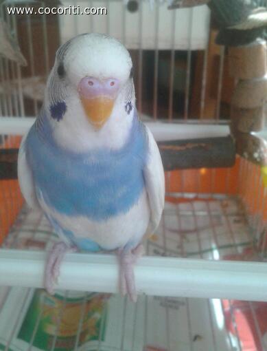 cocca