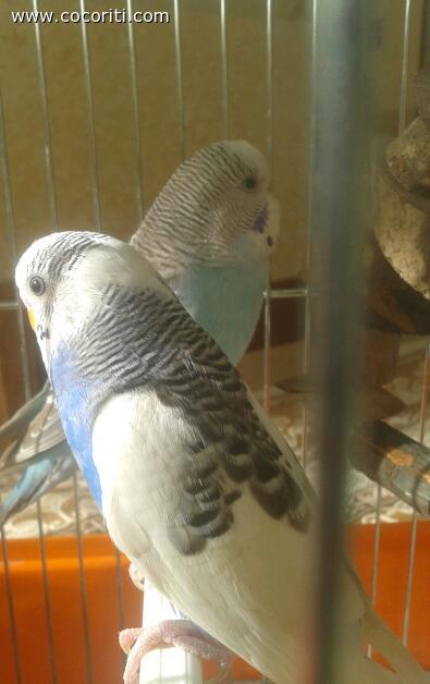 Coco e cocca