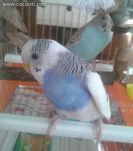 Coco e cocca