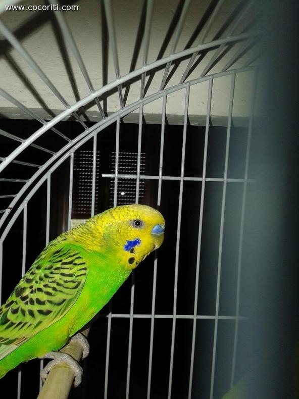 Chicco