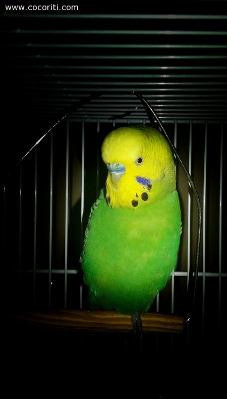 Bellissimo Green!
