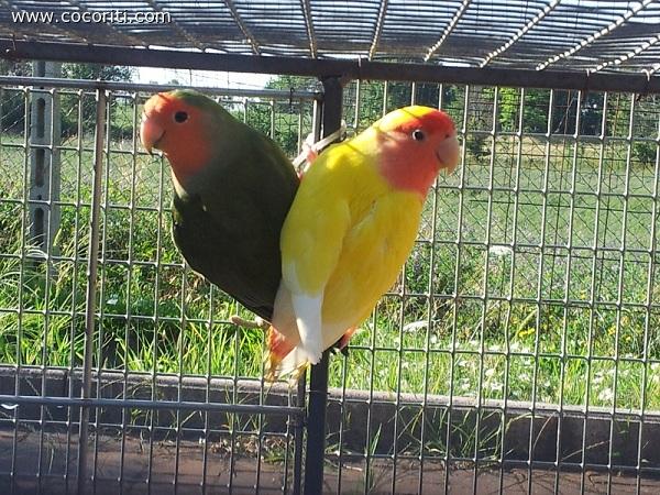 Pepe e Polly