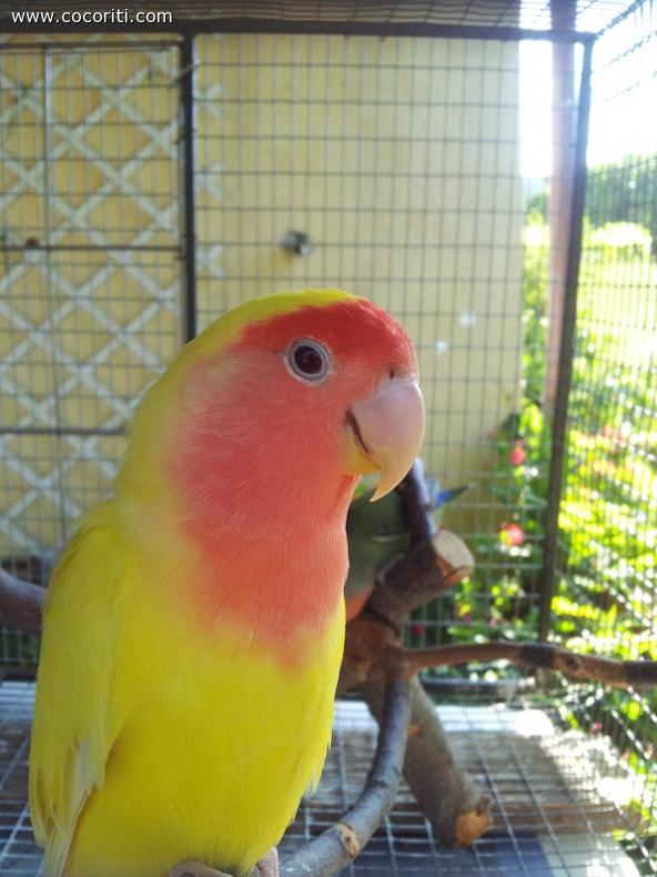 Polly in primo piano