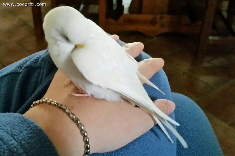 Fiocco