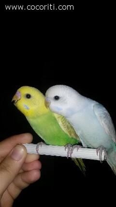Due fratelli