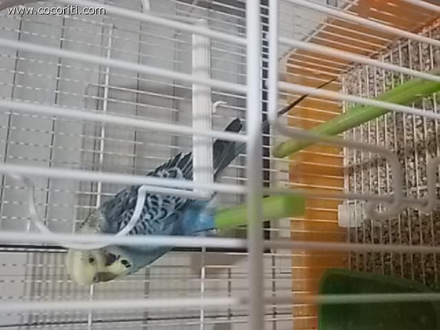 Blu