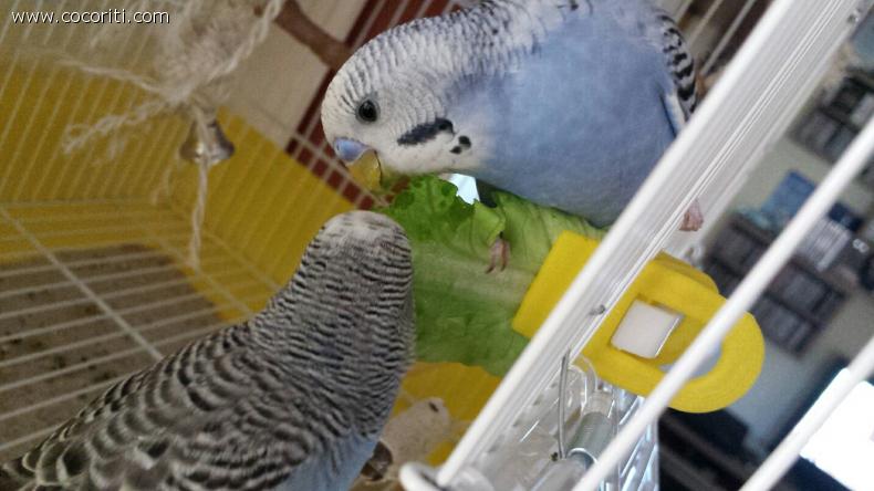 Oggi insalata! à°Å¸Ëâ