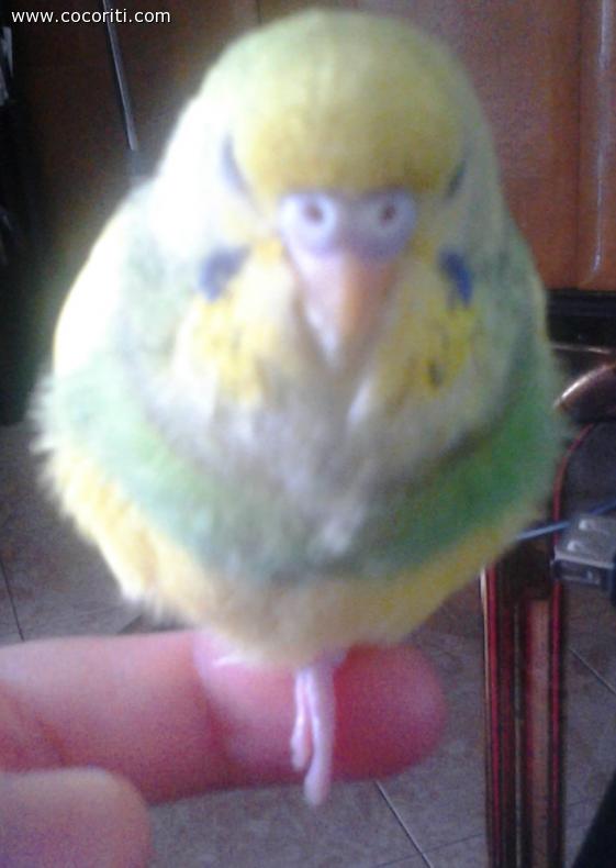 riposino