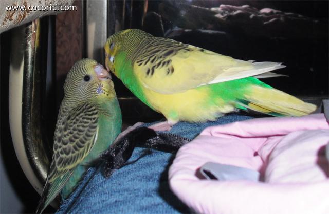 Cocorita allevato a mano