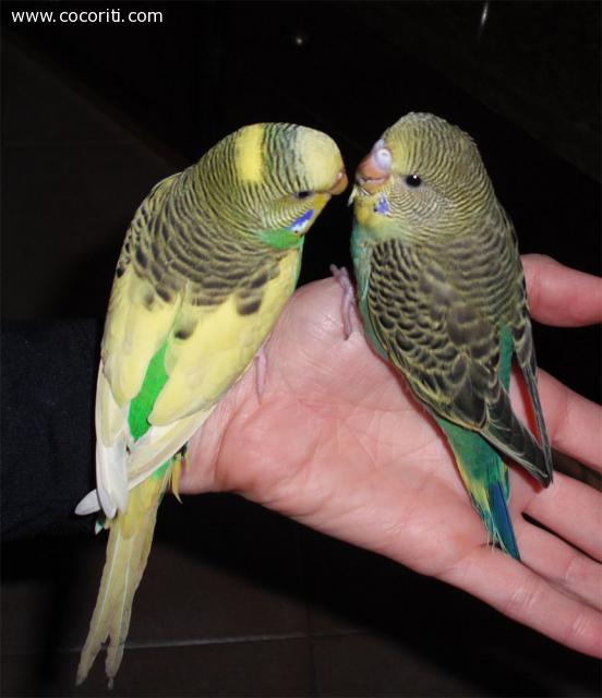 Cocorita allevata a mano