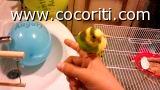loro 4