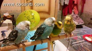 loro 4