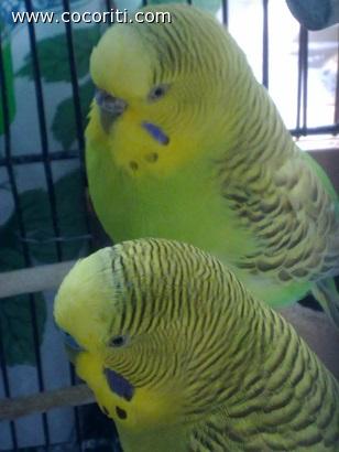 i miei angioletti.