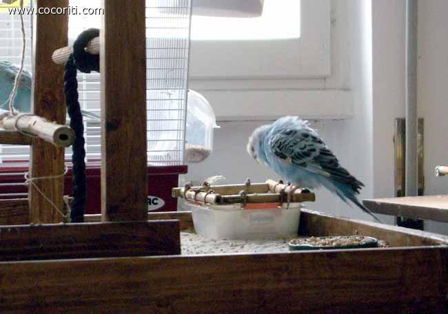 Blue fa il bagno
