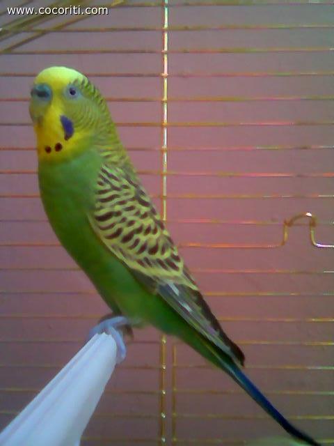 Shrek un cocorito galante di 4anni