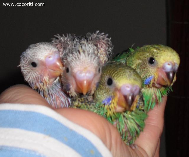 Pulletti birbanti