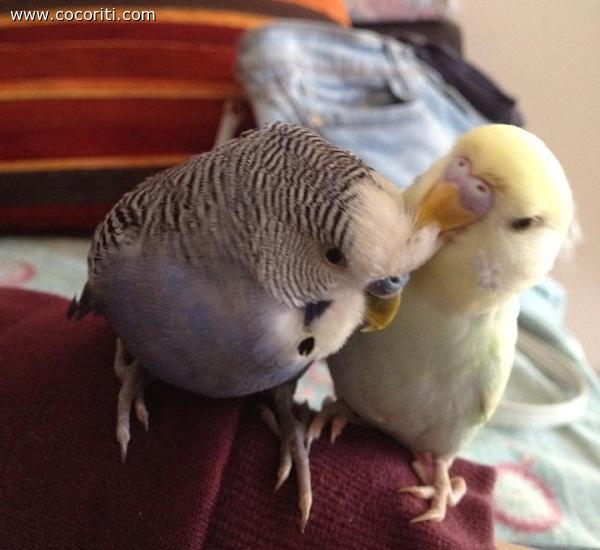 coccole