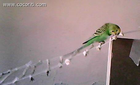 pippo e la sua nuova scaletta
