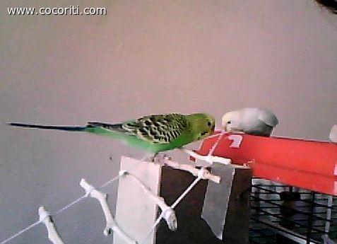 pippo e kikka