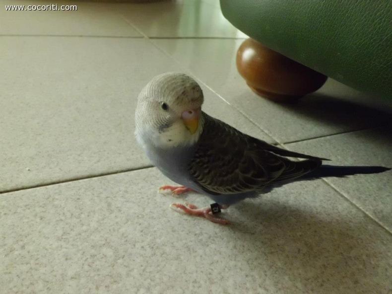 KIKO DA CUCCIOLO :)
