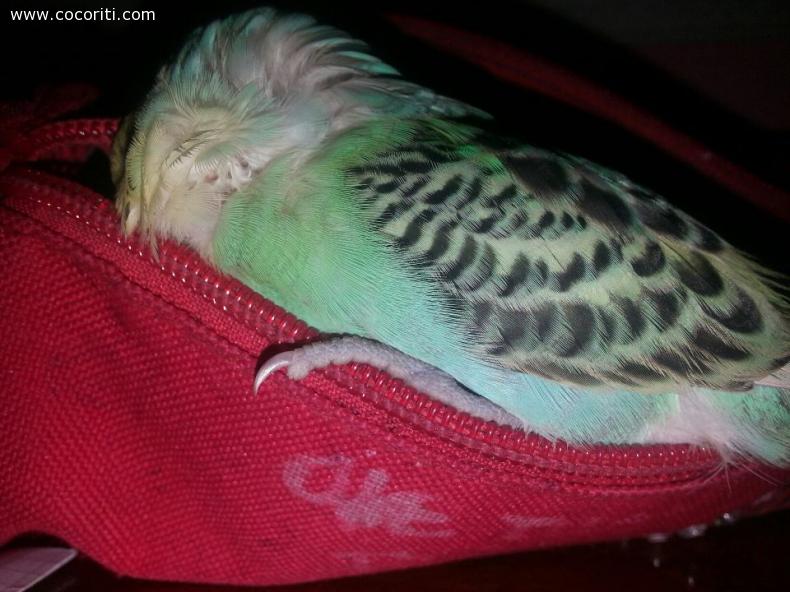 Tiffany