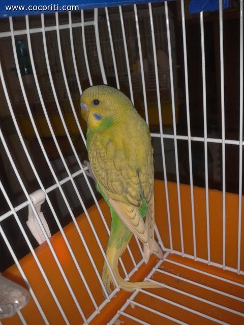 byale