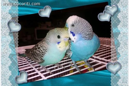 Strapazzami di coccole
