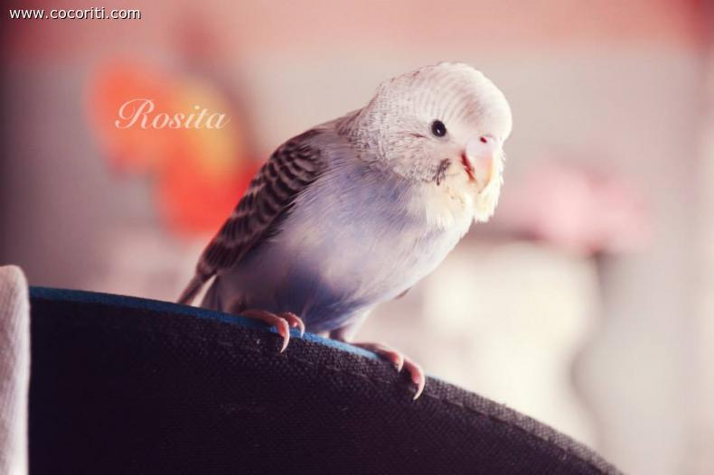 Rosita