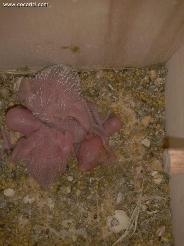 e qua i piccoli di Kiky