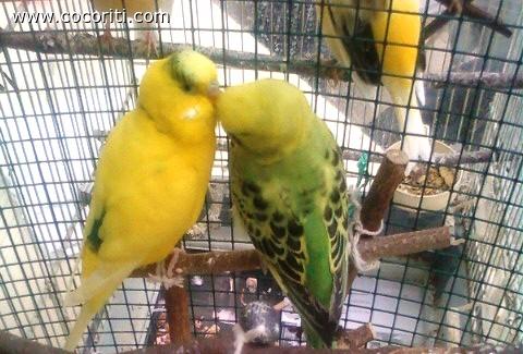 that's amore