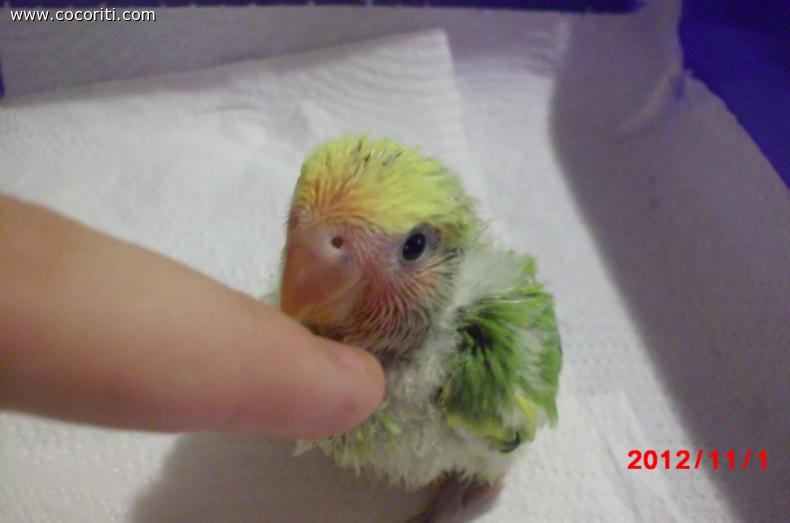 ecco kiwi *-*