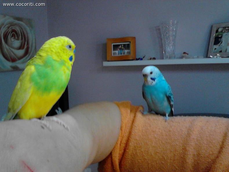 I MIEI COCORITI
