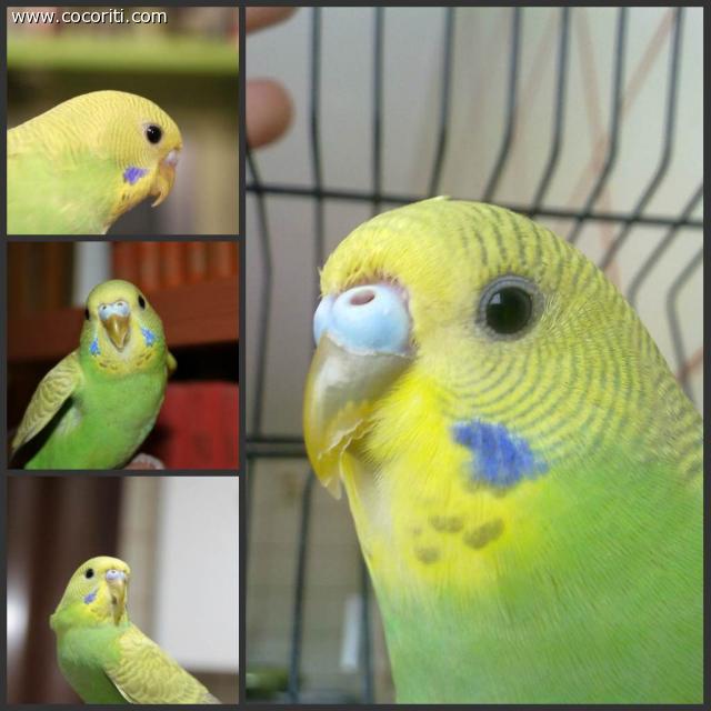 Il Mio Coco