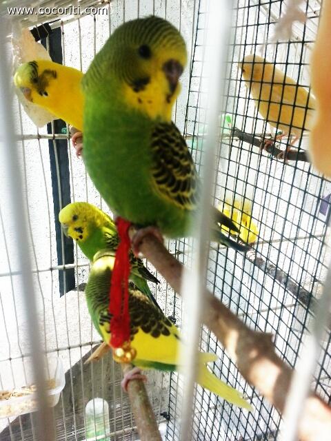 the family