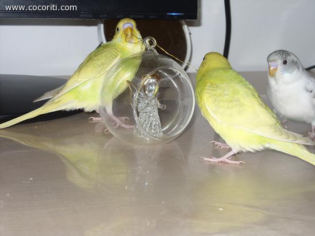 Coco Ciccio e Pippa