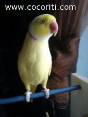 Nando