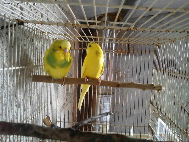 koki