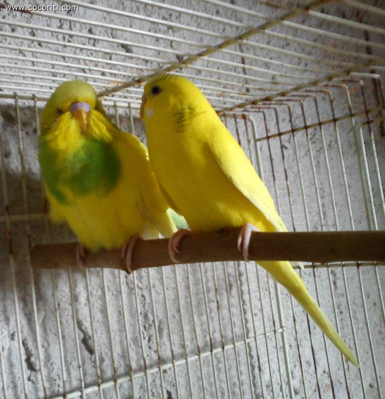 lella e willy